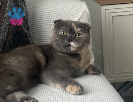 Scottish Fold 1 Yaşında Eş Aranıyor - 118981854