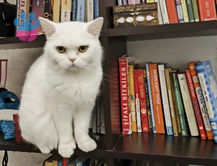 Brithis shorthair 2 Yaşında Kedim Eş Arıyor