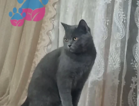 British Shorthair Erkek kedime Eş Arıyorum