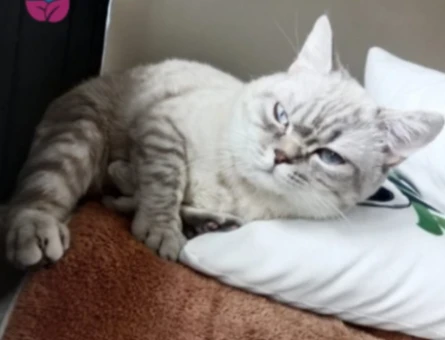 British shorthair 1 Yaşında Eş Arıyor - 118981870