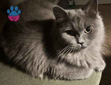 British long hair ve siyah kırması 15 aylık dişi