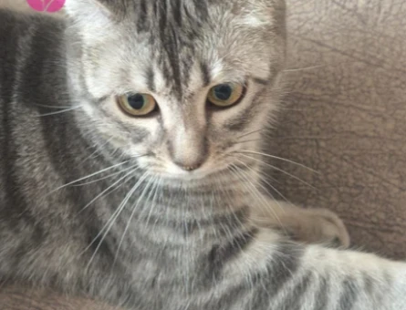 1 Yaşında Dişi Tekir Kedi İçin Eş Arıyoruz - 118981909