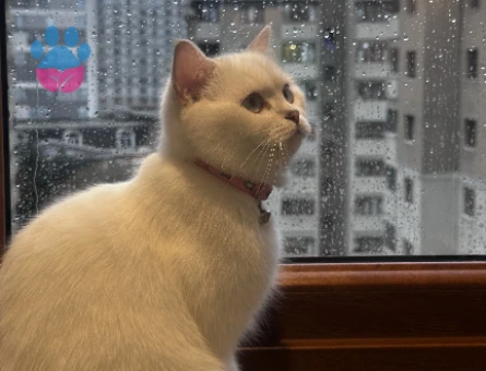 British shorthair erkek eş arıyoruz