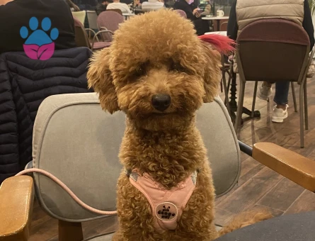 1 yaşındaki kızımıza eş arıyoruz - İZMİR