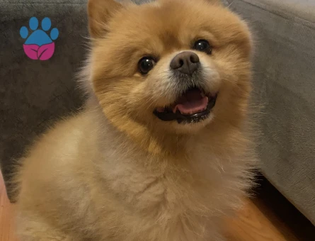 Çiftleştirmek için dişi arıyoruz