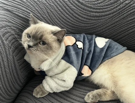 British Shorthair 1 Yaşında Eş Arıyoruz - 118981941