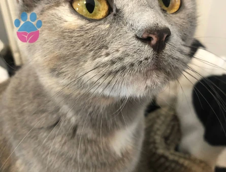 British Shorthair Kızımıza eş arıyoruz