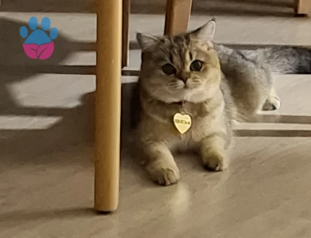 9 aylık dişi British Shorthair Kedim Eş Arıyor