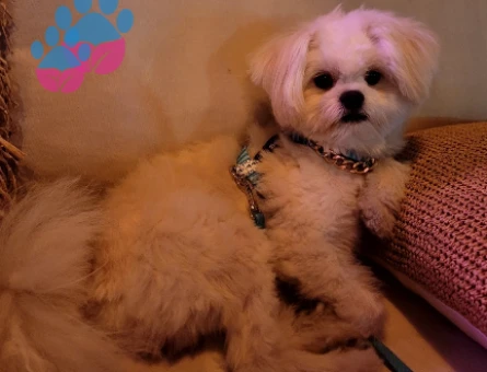 Asil oğluma eş arıyorum