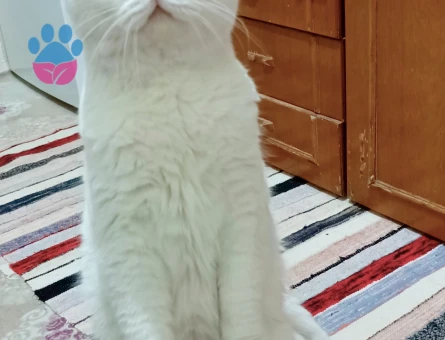 Hem British hem scottish