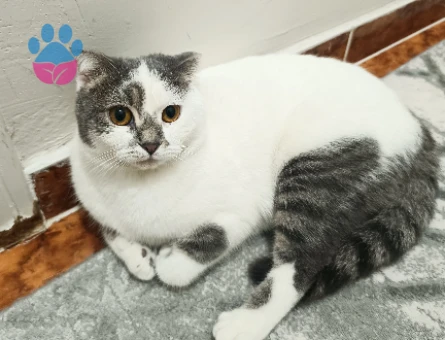 Tekir 1 yaşında eş arıyor