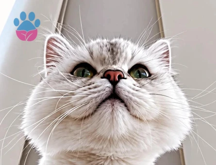 British Shorthair Dişi kedime eş arıyorum - 118982122