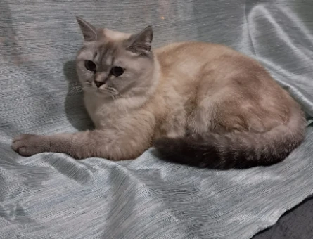 British Shorthair Kedime Erkek Eş arıyoruz - 118982178