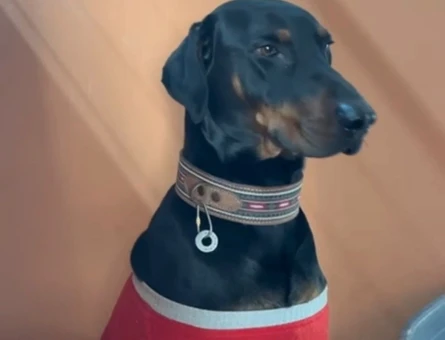 Doberman 3 yaşında oğlumuza eş arıyoruz - 118982185