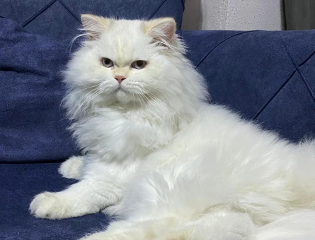 British Longhair Yakışıklı oğluma eş arıyorum - 118982194