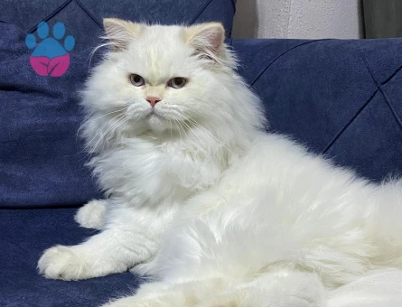 British Longhair Yakışıklı oğluma eş arıyorum