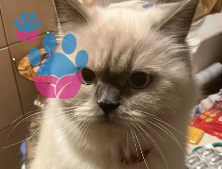 British Shorthair 1 Yaşında Kedim Eş Arıyor