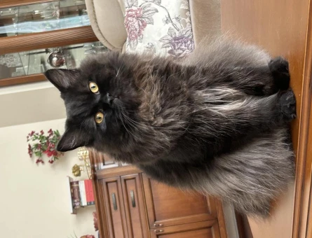 British Longhair Kedilerime Eş Arıyorum - 118982223