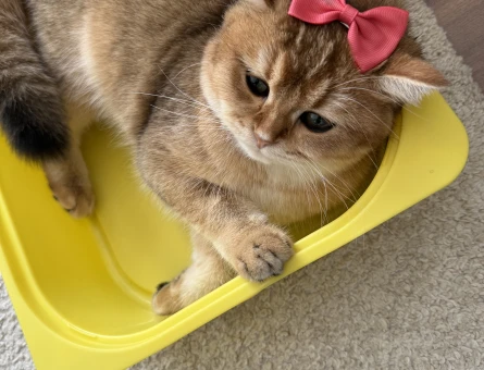 British Shorthair 1 Yaşında Kedim Eş Arıyor - 118982244