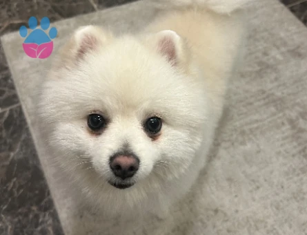 Pomarian Boo köpeğinize eş Arıyoruz