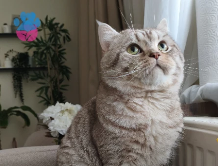 Oğluma çiftleştirmek için gelin arıyorum