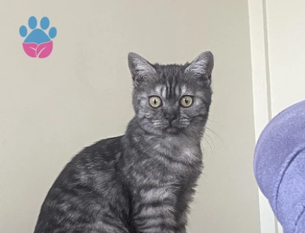 kızımız baliye eş arıyoruz