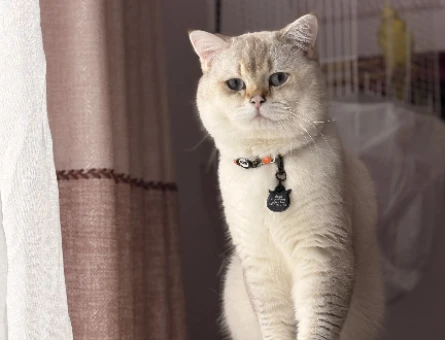 British shorthair erkek kedime eş arıyorum - 118982293