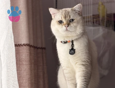 British shorthair erkek kedime eş arıyorum