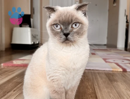 Scottish fold 4 Yaşında Kedim Eş Arıyor