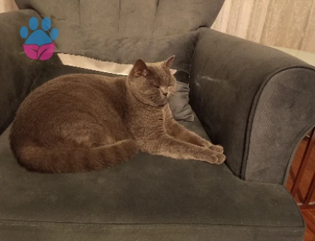 British SHorthair 1 Yaşında Kedim Eş Arıyor