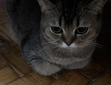 Scottish Fold Kızgınlınlıkta Acil Eş Aranıyor - 118982307