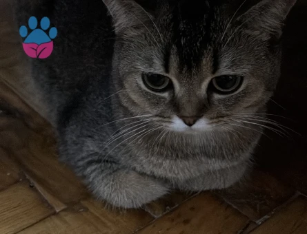 Scottish Fold Kızgınlınlıkta Acil Eş Aranıyor - 118982307