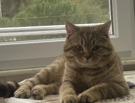 Scottish Fold Kedimi Kısırlaştırmadan önce çiftleştirmek istiyoruz - 118982400