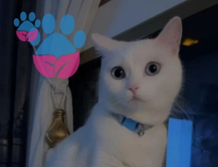 British Shorthair 1 Yaşında Dişi Kedime Eş Arıyorum