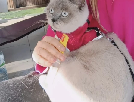 Blue point erkek kedi aranıyor - 118982420