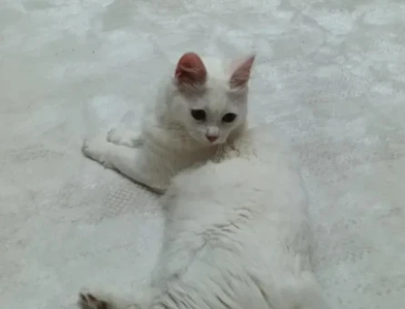 British Shorthair 1 Yaşında Kedime Eş Aranıyor - 118982429