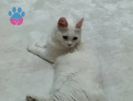 British Shorthair 1 Yaşında Kedime Eş Aranıyor