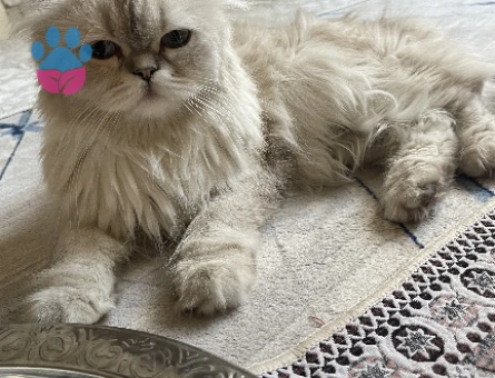 British SHorthair 2 Yaşında Kedim Eş Arıyor