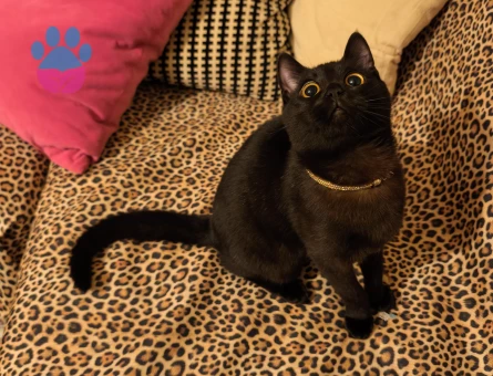 Bitter Çikolata British Shorthair kızımıza damat aramaktayız