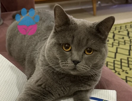 British Shorthair 1,5 Yaşında Eş Arıyor - 118982487