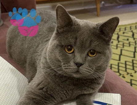 British Shorthair 1,5 Yaşında Eş Arıyor