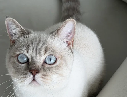 British Shorthair 1 Yaşında Eş Arıyor - 118982629