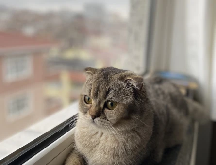 Scottish Fold Kızımıza eş arıyoruz - 118982710