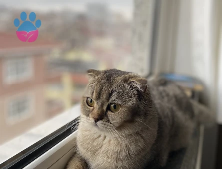 Scottish Fold Kızımıza eş arıyoruz