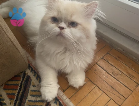 Yakışıklı oğluma prenses arıyorum