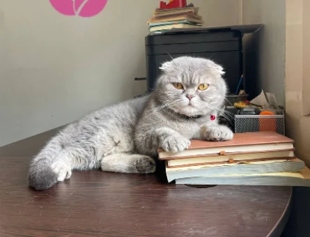 1.5 Yaşında Scottish Fold kızımıza eş arıyoruz. - 118982740