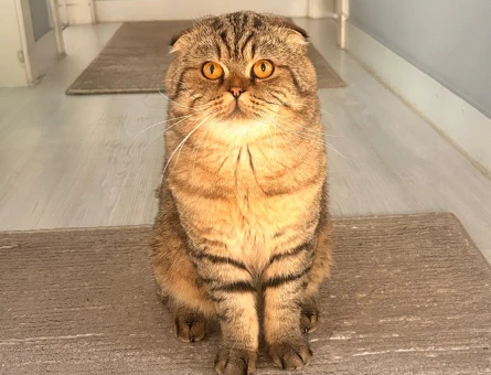 Scottish Fold Oğluma Eş Arıyoruz - 118982744