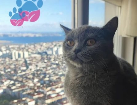 British shorhair 1,5 Yaşında Eş Arıyor