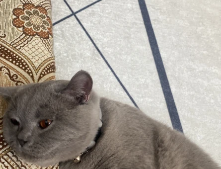 British Shorthair Erkek Kedim Eş Arıyor - 118982786