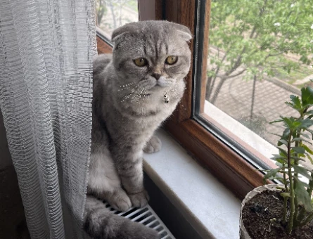 British Shorthair Mızmız Eş Arıyor - 118982824